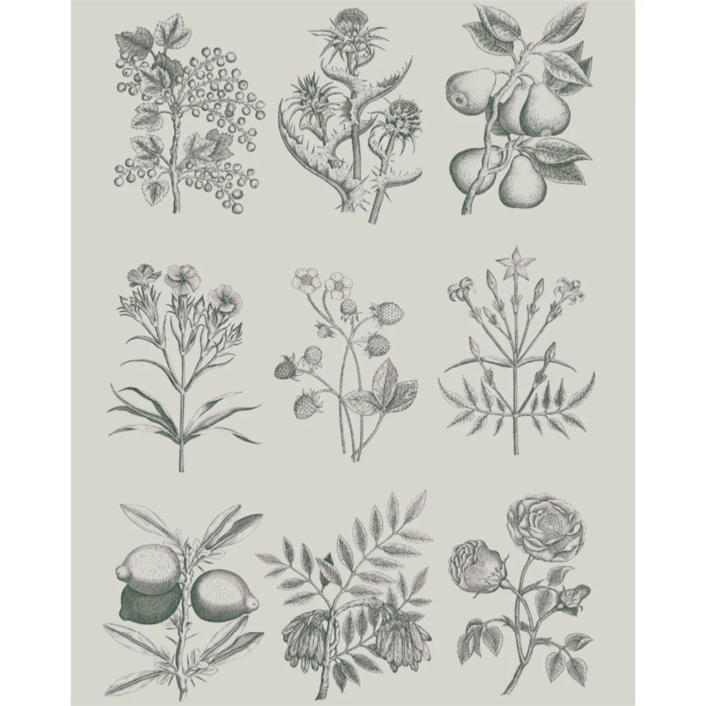 Botanical Drawings