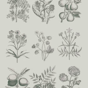 Botanical Drawings