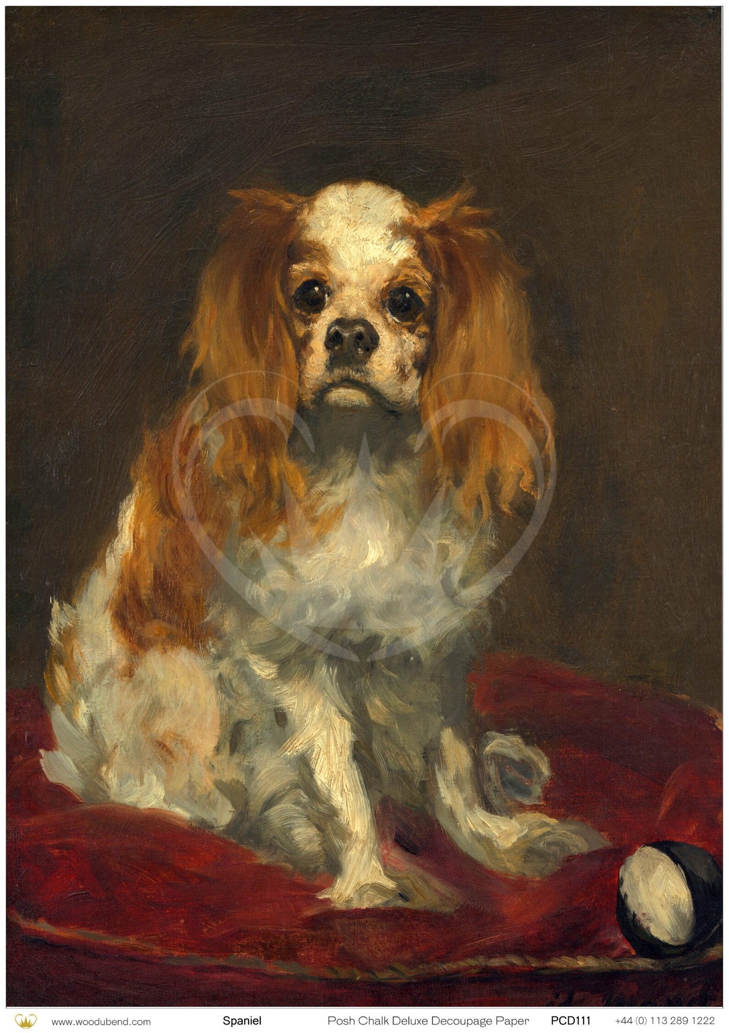 Spaniel