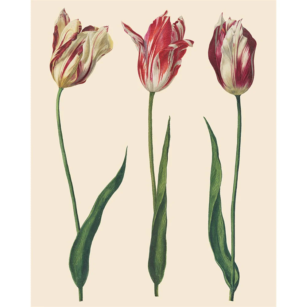 Dutch Tulips