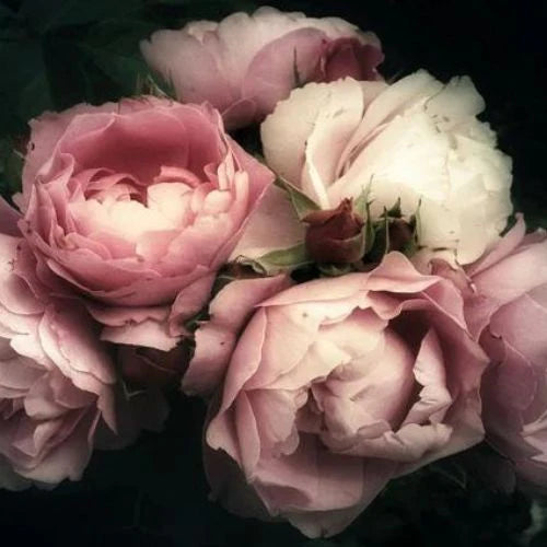 Moody Florals