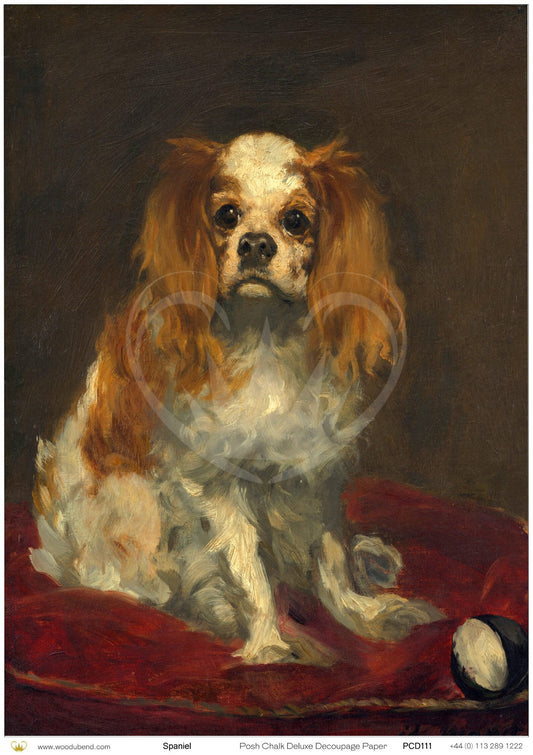 Spaniel