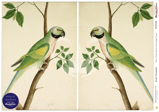 Exotic Parakeets